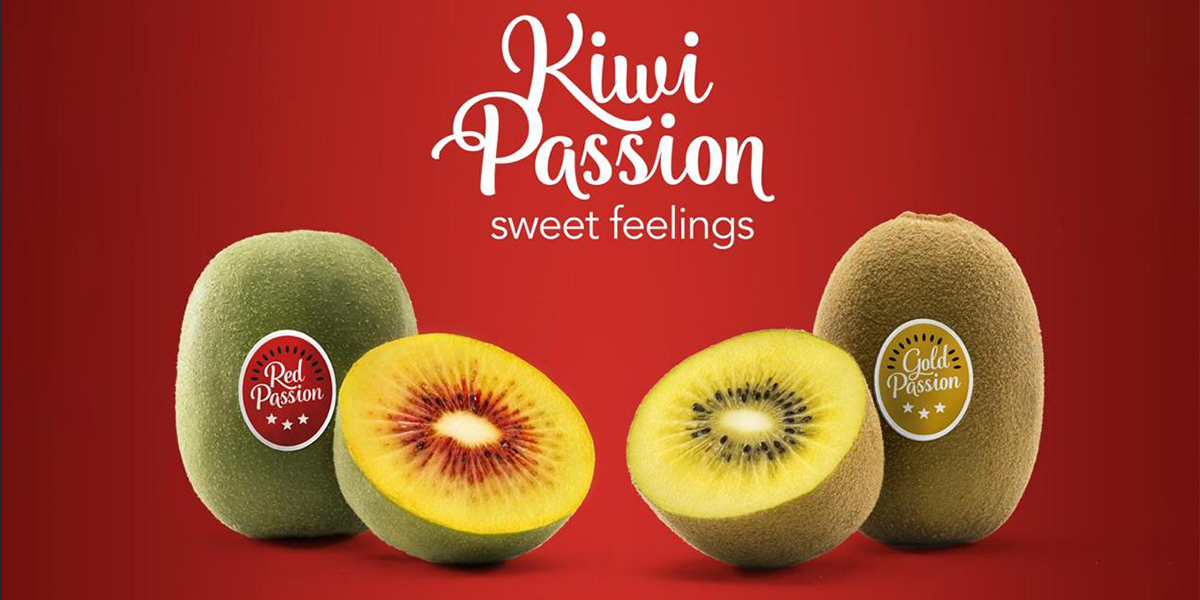 Kiwi Passion®, parte la stagione 2025/26: raccolto record oltre le 2.500 tonnellate